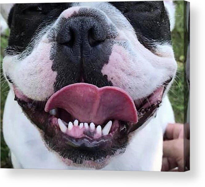 French Bulldog Acrylic Print featuring the painting French Bulldog Mask 2 by Nadi Spencer