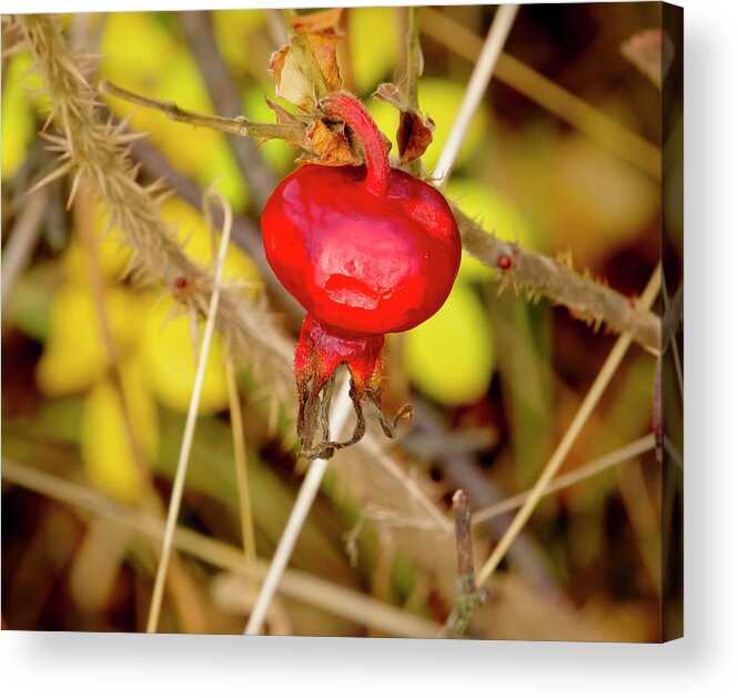 Frostbitten Acrylic Print featuring the photograph Frostbitten Rose-hip by Elena Perelman
