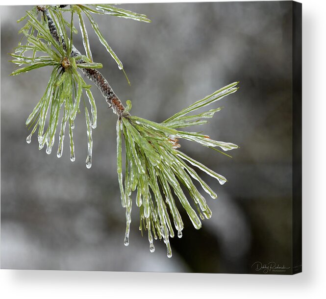 Pine Bough Acrylic Print featuring the photograph Frozen Pine by Debby Richards