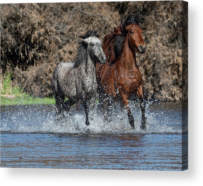 Wild Horses Acrylic Print featuring the photograph Full Speed by Mary Hone