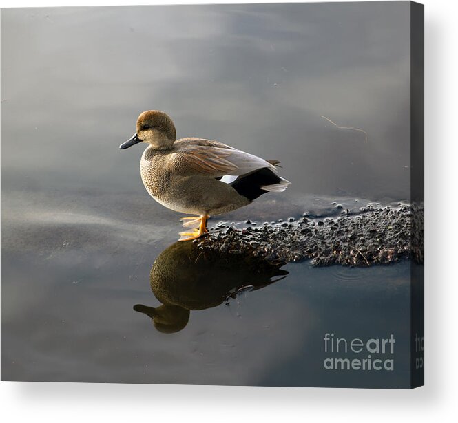 Gadwall Duck Acrylic Print featuring the photograph Gadwall Duck in the Morning by Sea Change Vibes