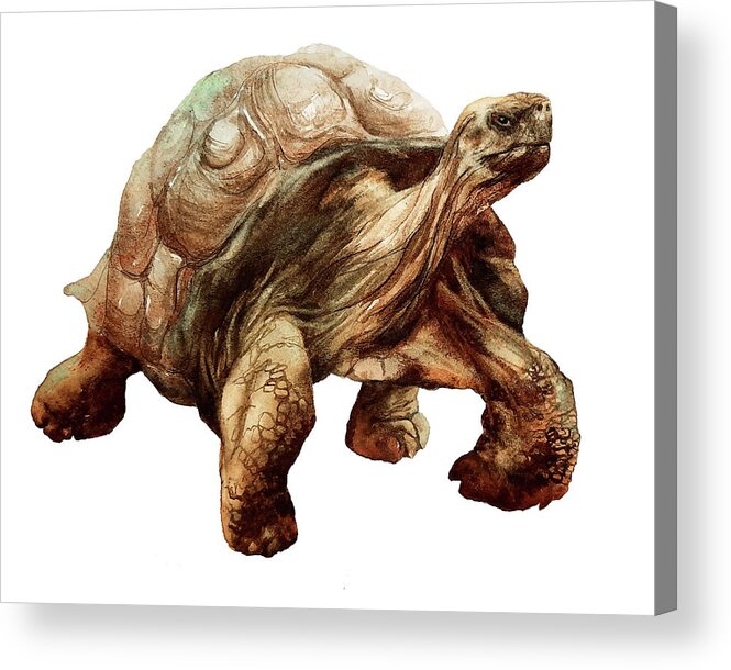 Giant Tortoise Acrylic Print featuring the painting Giant Tortoise by Alison Fennell