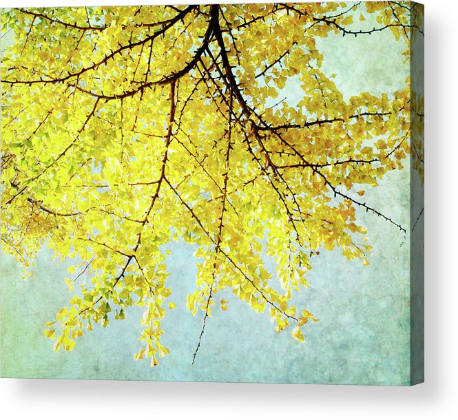 Ginkgo Acrylic Print featuring the photograph Ginkgo by Lupen Grainne