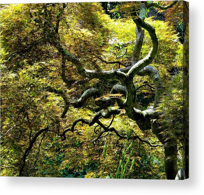 Trees Acrylic Print featuring the photograph Gnarly Tree Closeup by Linda Stern