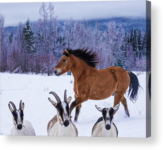 Winter Acrylic Print featuring the photograph Goat Theatre by Listen To Your Horse