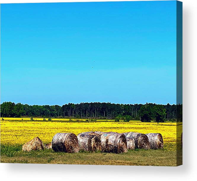 Wildflower Acrylic Print featuring the photograph Golden Fields by Lee Darnell