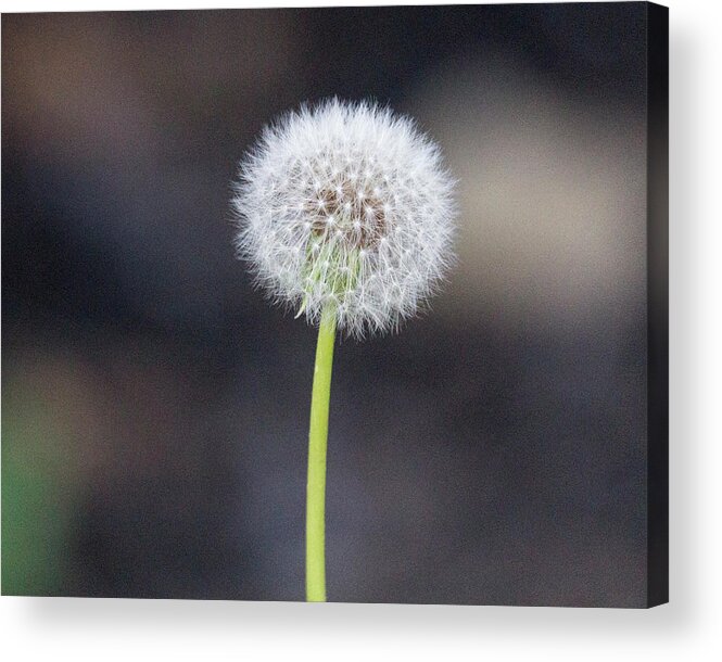 Flower Acrylic Print featuring the photograph Gone to seed by David Beechum