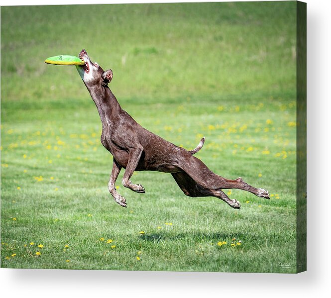 Dogs Acrylic Print featuring the photograph Good dog - nailed it by Judi Dressler