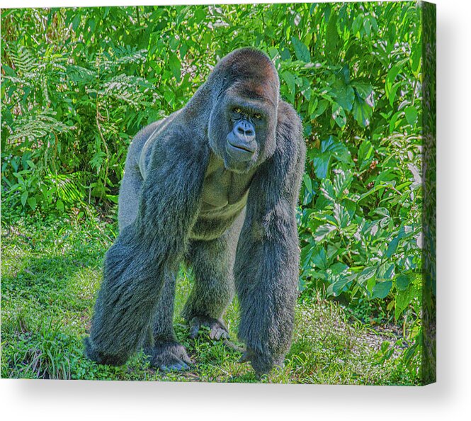 Gorilla Acrylic Print featuring the photograph Gorilla In The Midst by Jim Cook
