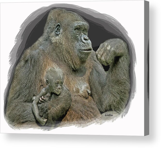 Gorilla Acrylic Print featuring the digital art GORILLA PORTRAIT cps by Larry Linton