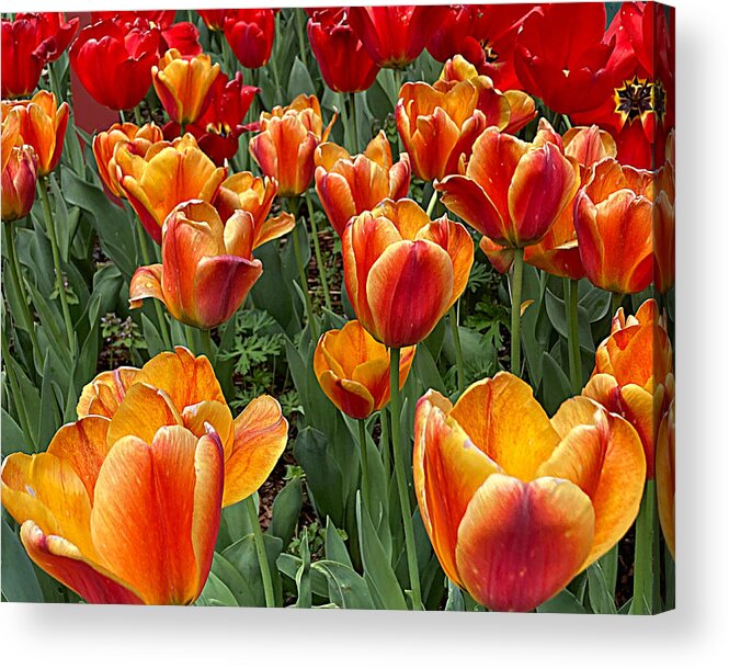 Flower Acrylic Print featuring the photograph Grand Tulips by Lee Darnell