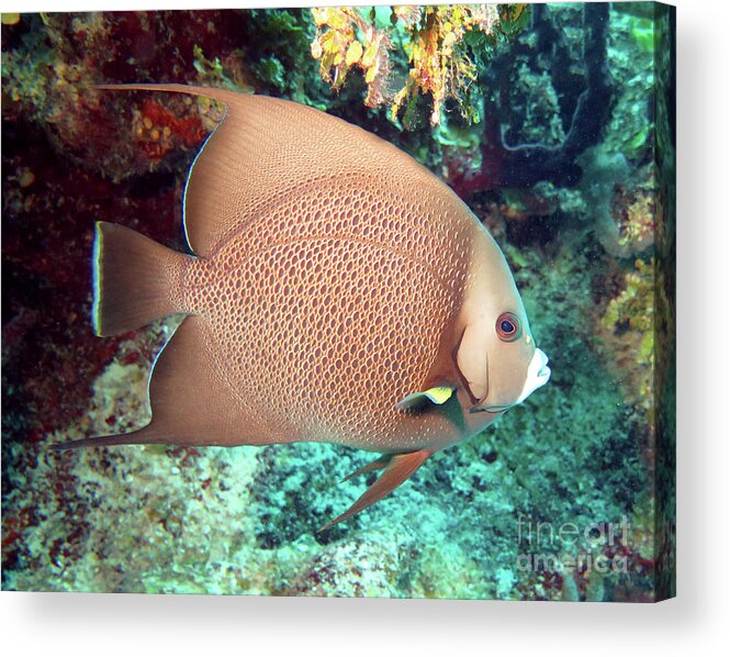 Underwater Acrylic Print featuring the photograph Gray Angelfish 32 by Daryl Duda