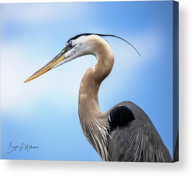 Bird Acrylic Print featuring the photograph Great Blue Heron #2 by Bryan Williams
