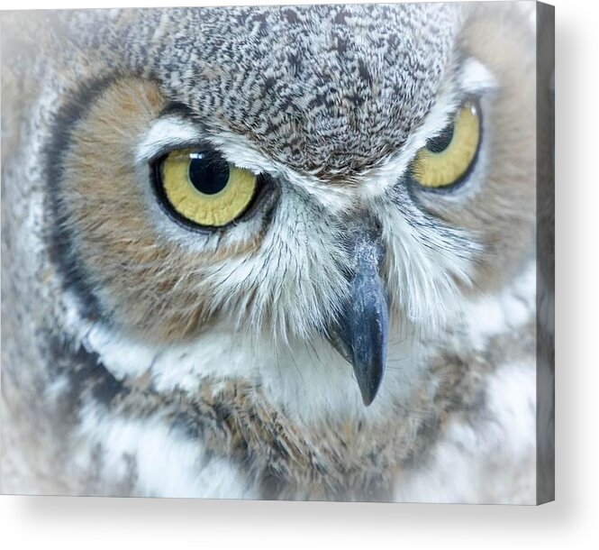 Owl Acrylic Print featuring the photograph Great Horned Owl by Susan Rydberg