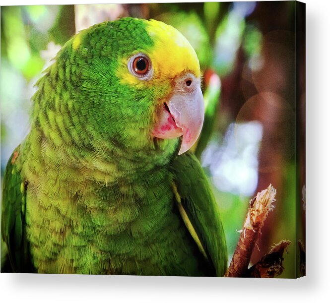 Parrot Acrylic Print featuring the photograph Green parrot by Tatiana Travelways