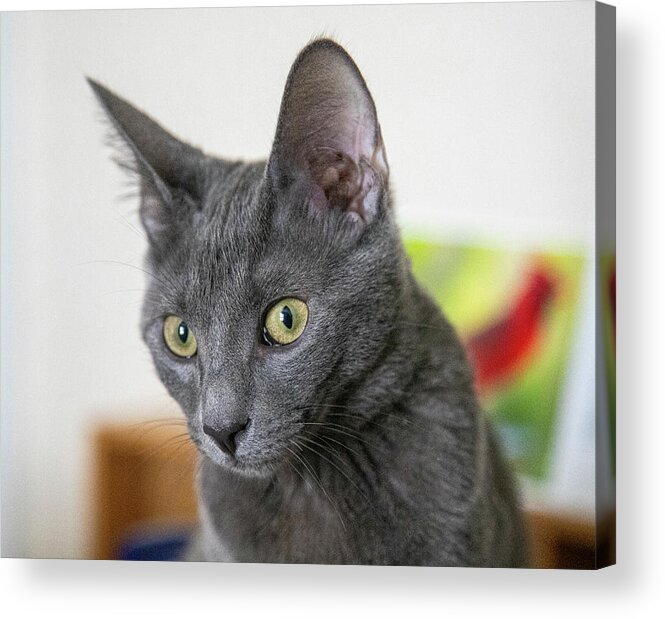 Cat Acrylic Print featuring the photograph Grey Cat by Dart Humeston