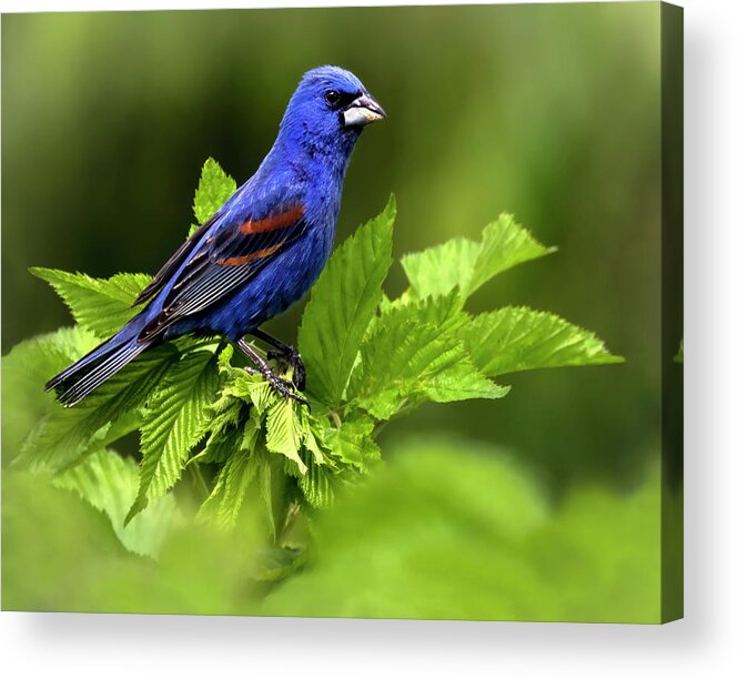 Bird Acrylic Print featuring the photograph Grosbeak Blue by Art Cole