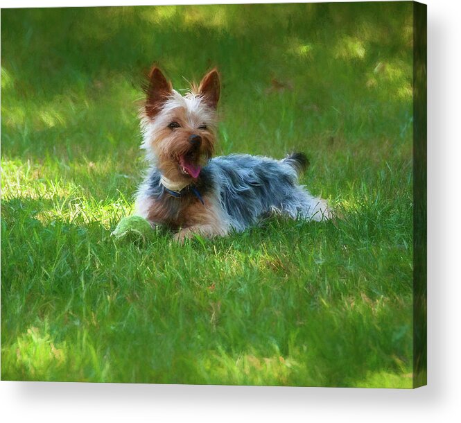 Dog Acrylic Print featuring the photograph Happy Dog by Cathy Kovarik