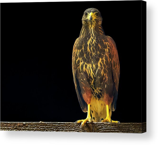 Harris Acrylic Print featuring the photograph Harris Hawk h2031 by Mark Myhaver