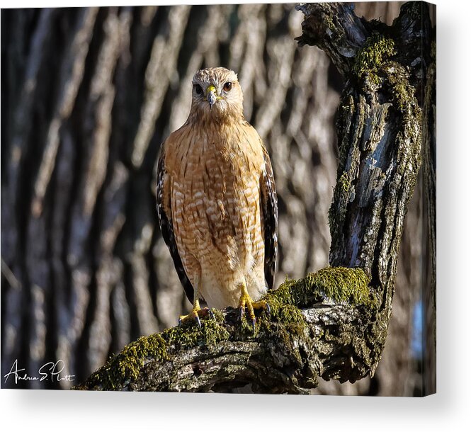 Hawk Acrylic Print featuring the photograph Hawkeye by Andrea Platt