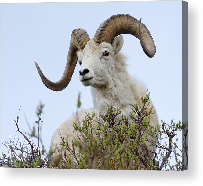 Hello Dally! Acrylic Print featuring the photograph Hello Dally -- Male Dall Sheep in Denali Naitonal Park, Alaska by Darin Volpe