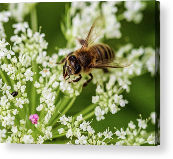 Animals Acrylic Print featuring the photograph Honey Bee and White Flowers by Amelia Pearn