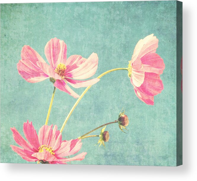 Cosmos Flowers Acrylic Print featuring the photograph How Sweet It Is by Lupen Grainne