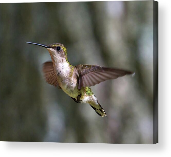 Hummingbird Acrylic Print featuring the photograph Hummingbird 1 by Flinn Hackett