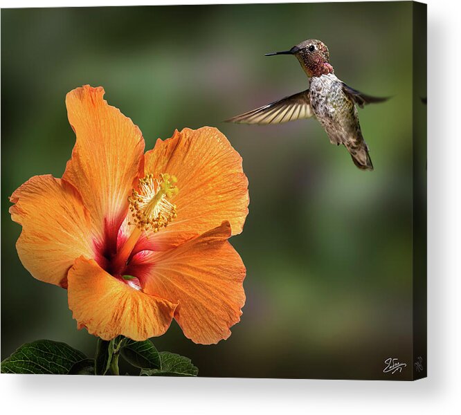 Hummingbird Acrylic Print featuring the photograph Hummingbird and Peach Hibiscus by Endre Balogh