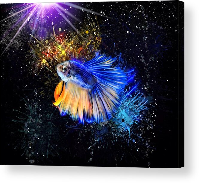 Illuminated Blue And Yellow Betta Fish Acrylic Print
