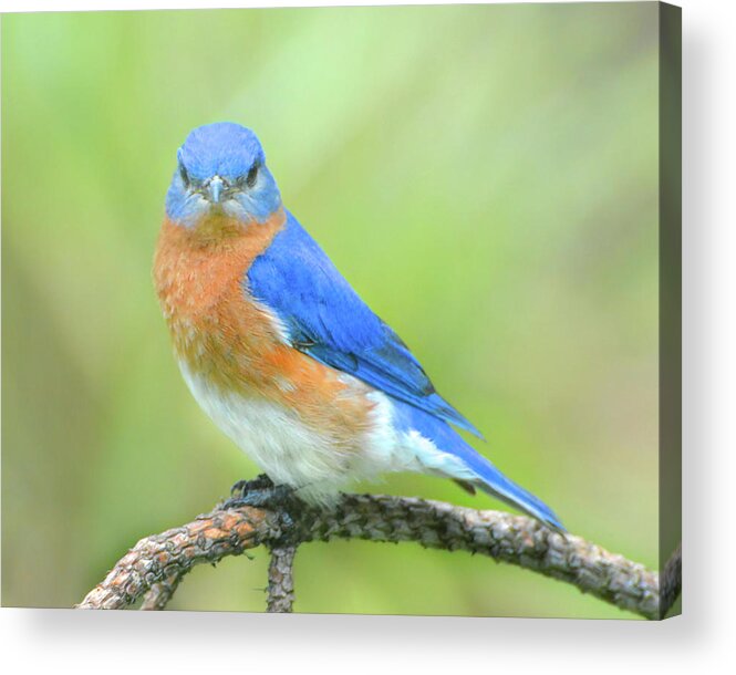 Bluebird Acrylic Print featuring the photograph I'm Prettier Than You by Jerry Griffin