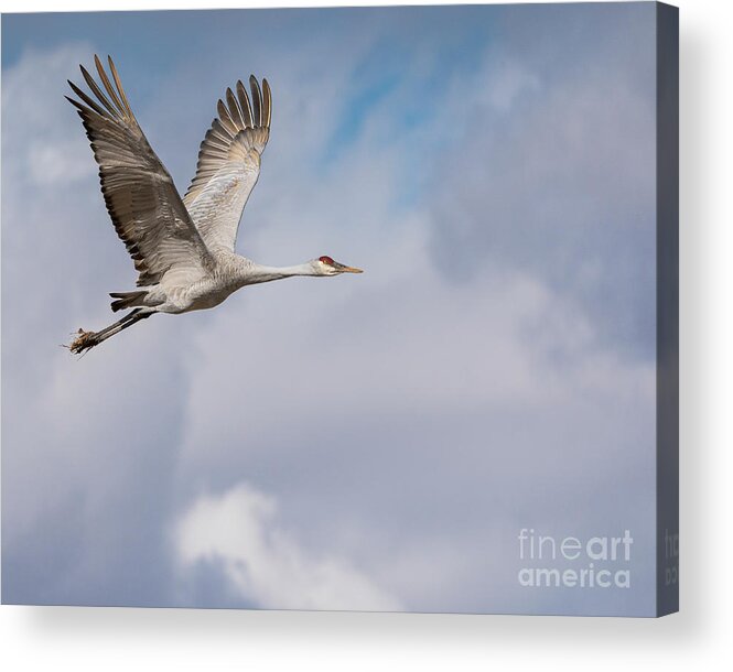Bosque Del Apache Acrylic Print featuring the photograph In Flight by Maresa Pryor-Luzier