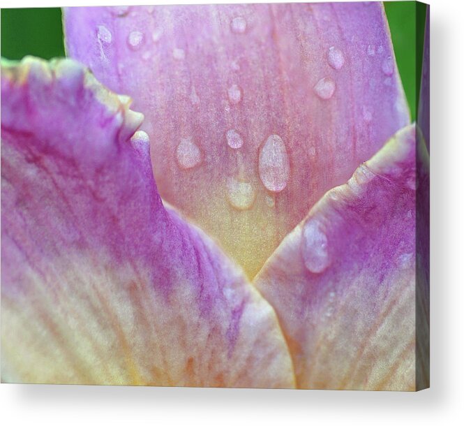 Lily Acrylic Print featuring the photograph Innocence of Lily by Kathi Mirto