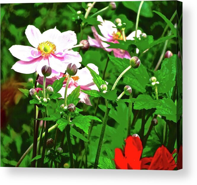 Daisies Acrylic Print featuring the photograph Irish Wildflowers by Stephanie Moore
