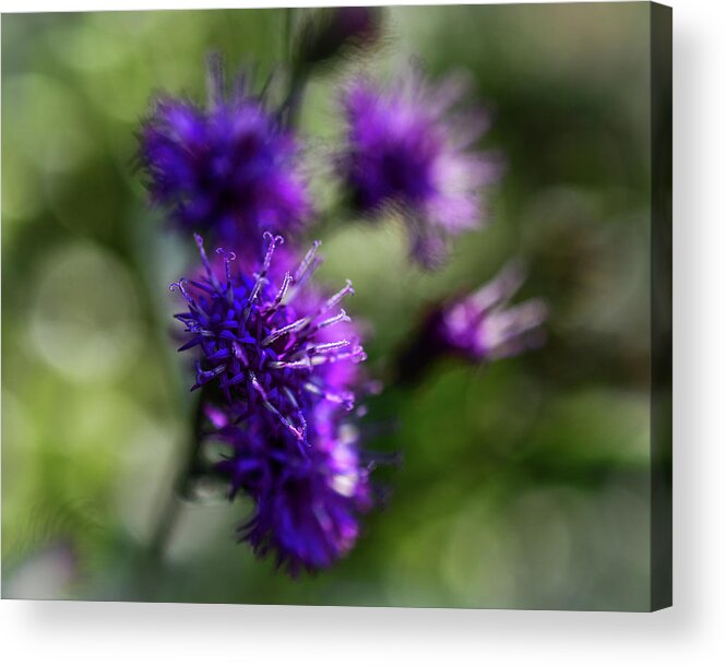 Ironweed Acrylic Print featuring the photograph Ironweed Dream by Tana Reiff