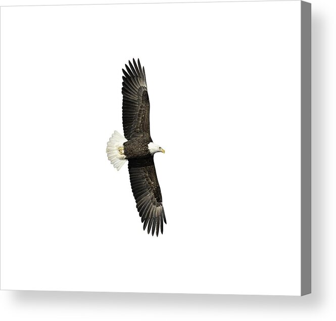 American Bald Eagle Acrylic Print featuring the photograph Isolated Bald Eagle 2019-15 by Thomas Young