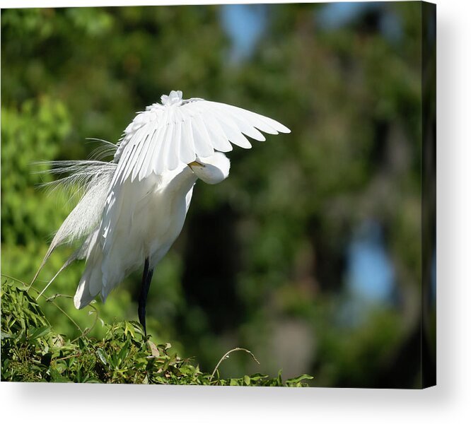 Great Egret Acrylic Print featuring the photograph It's Here Somewhere by Jim Miller