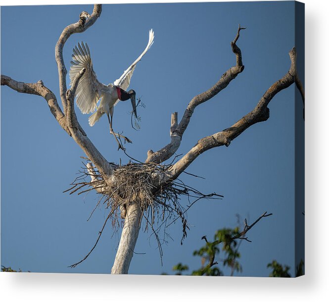 Birds Acrylic Print featuring the photograph Jabiru Stork Nest Building by Robert Goodell