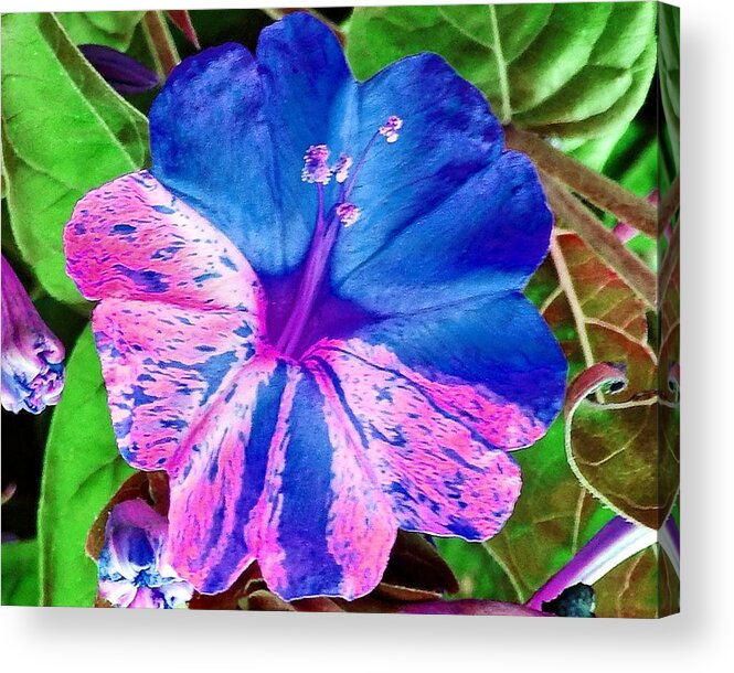 Flower Acrylic Print featuring the photograph June Bloom by Andrew Lawrence
