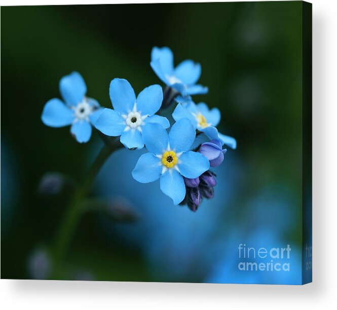 Beauty Forget-me-not Blue Tender Delicate Gentle Subtle Pastel Appealing Idyllic Flower Flowering Blooming Beautiful Delightful Yellow Macro Micro Close Up Serenity Happy Joyful Pretty Greeting Card Evocative Effective Aesthetic Charming Charm Solitude Elegant Impressions Emotional Watercolor Cheer Vivid Bright Pleasant Still-life Decorative Cheerful Joy Smiling Lanterns Lighting Inspiration Glowing Inspirational Harmony Sweet Magic Colorful Captivating Radiant Merry Vibrant Poetic Fantastic Awe Acrylic Print featuring the photograph Just A Beauty by Tatiana Bogracheva