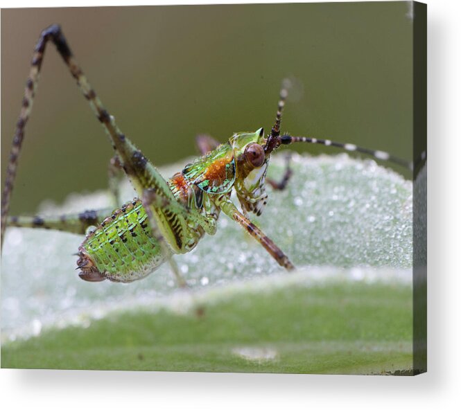Grasshopper Acrylic Print featuring the photograph Katydid Nymph by Karen Rispin