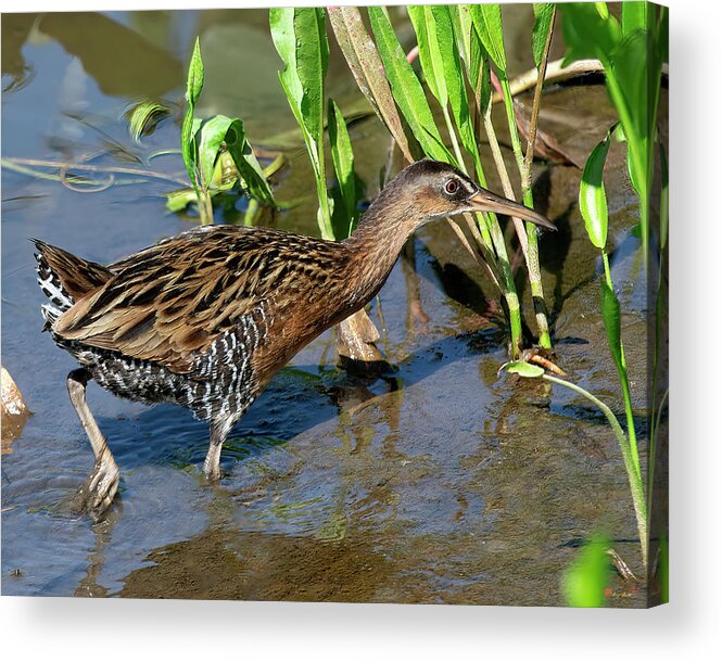 Nature Acrylic Print featuring the photograph King Rail DMSB0238 by Gerry Gantt