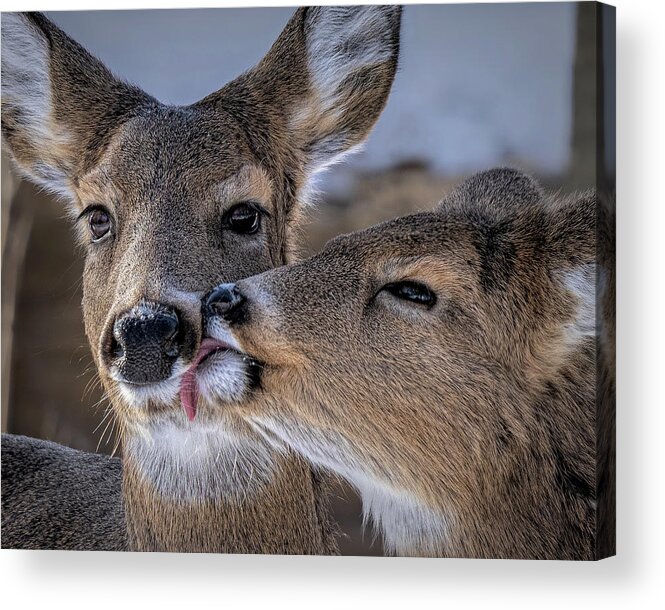 Deer Acrylic Print featuring the photograph Kiss by James Overesch