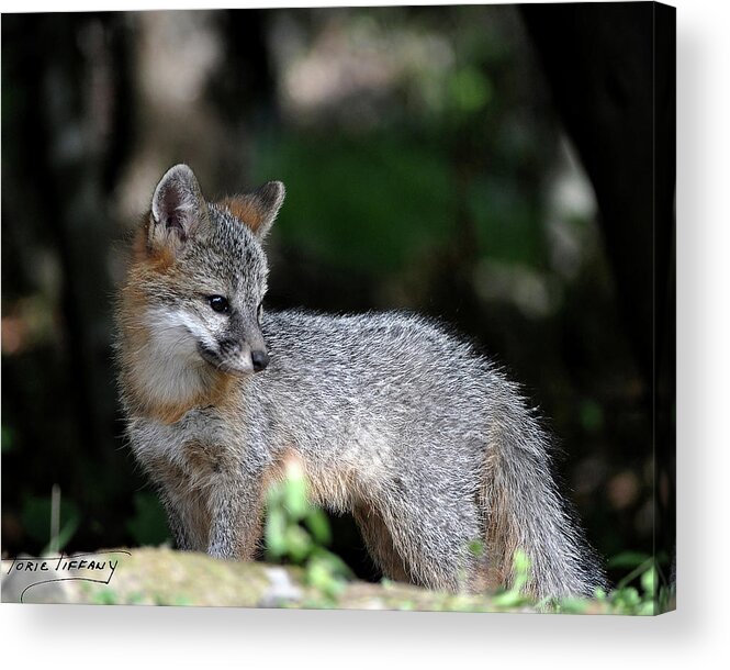 Kit Fox Acrylic Print featuring the photograph Kit Fox7 by Torie Tiffany
