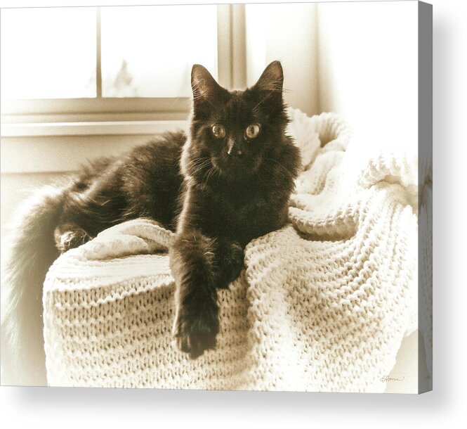 Kitty Acrylic Print featuring the digital art Kitty on a Knit Blanket by Cindy Collier Harris