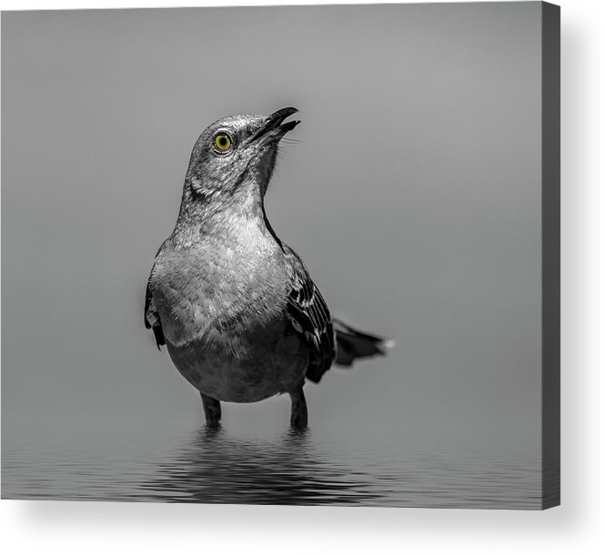 Bird Acrylic Print featuring the photograph Knee Deep by Cathy Kovarik