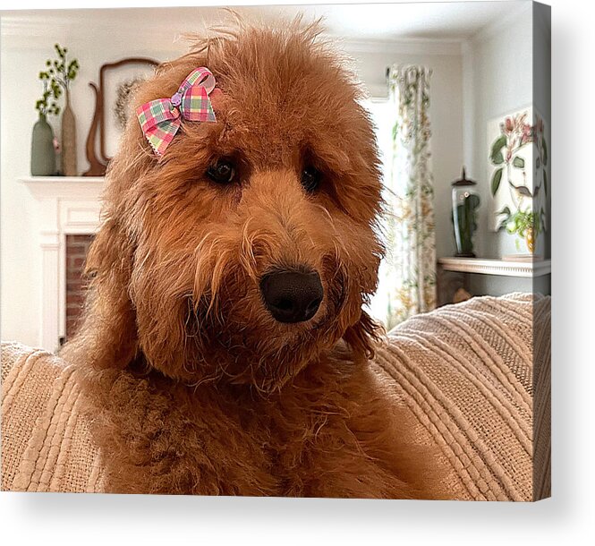 Goldendoodle Acrylic Print featuring the photograph Ladybird by Lee Darnell