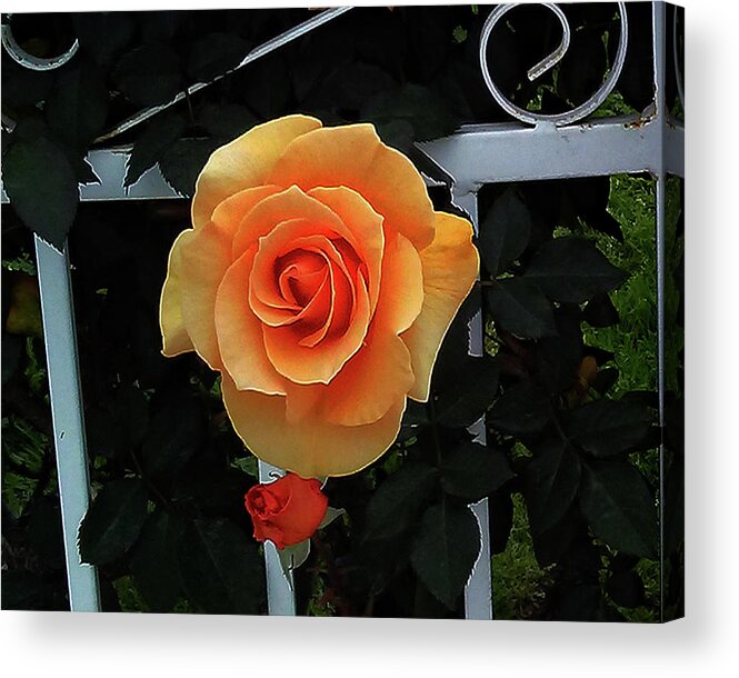 Flower Acrylic Print featuring the photograph Large Orange Flower by Andrew Lawrence