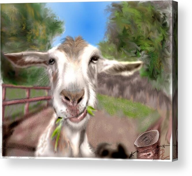 Goat Chewing Country Funny Goat Pencil Sketched Digitally Colored Acrylic Print featuring the mixed media Le Goat by Pamela Calhoun