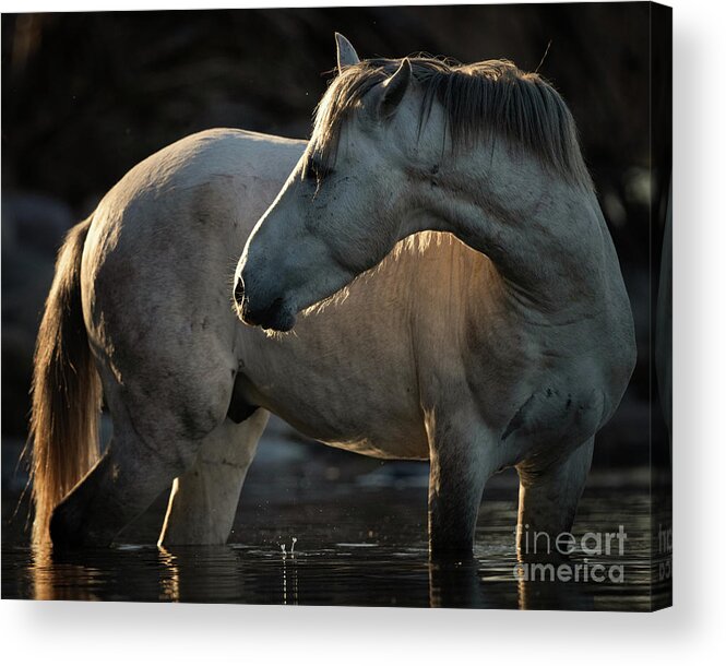 Stallion Acrylic Print featuring the photograph Lead by Shannon Hastings